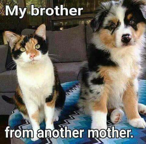 Brother From Another Mother