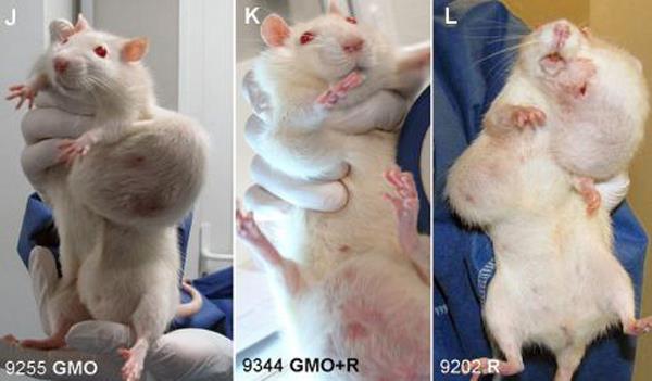 Cancerous Rats