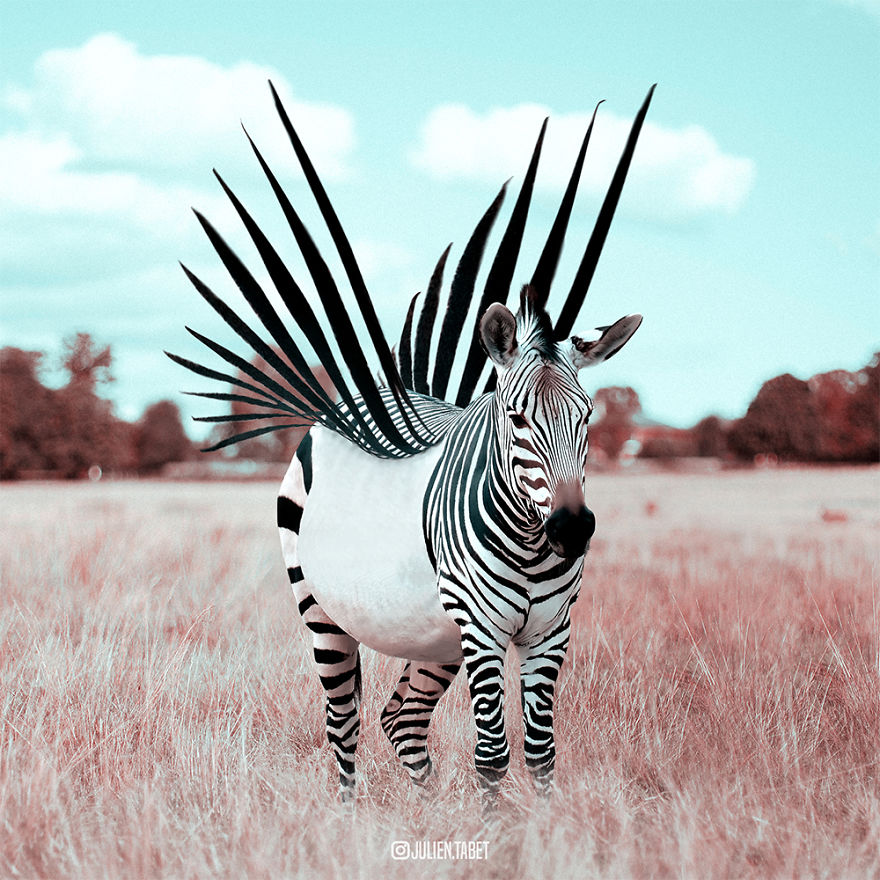 Different Zebra