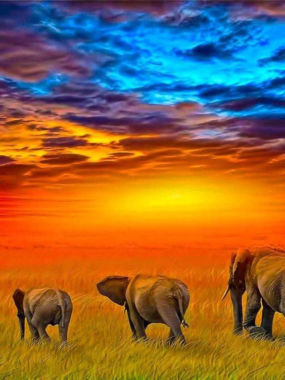 Elephant Sky