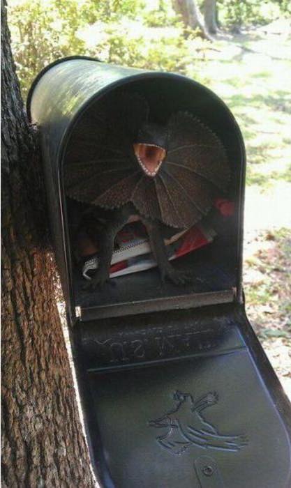 Frill_Necked_Mail_Box