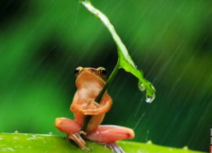Frog Under Leaf