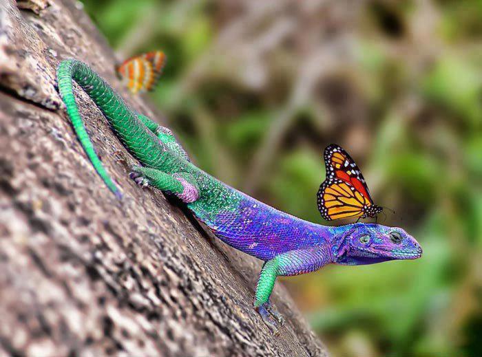 Green And Purple Lizard With Butterfly