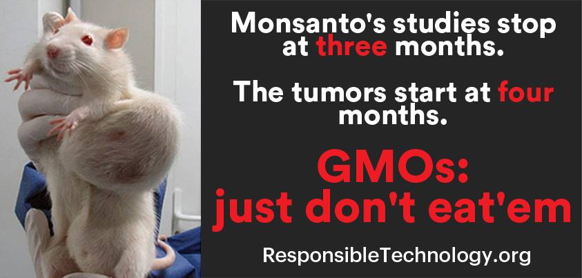 Monsanto Studies Stop At Three Months