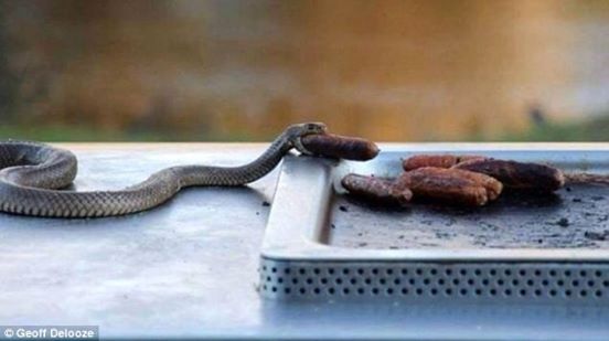 Snake Stealing A Snag From The Barby!