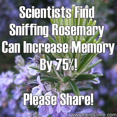 Scientists Find Sniffing Rosemary Can Increase Memory By 75%