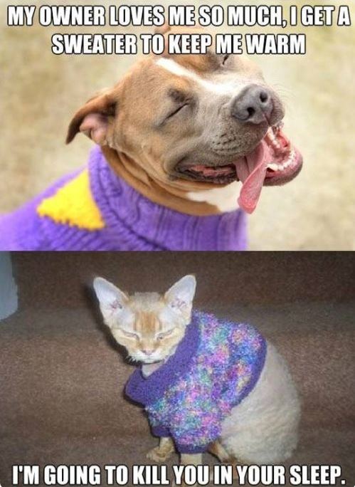 The Difference Between Cats And Dogs