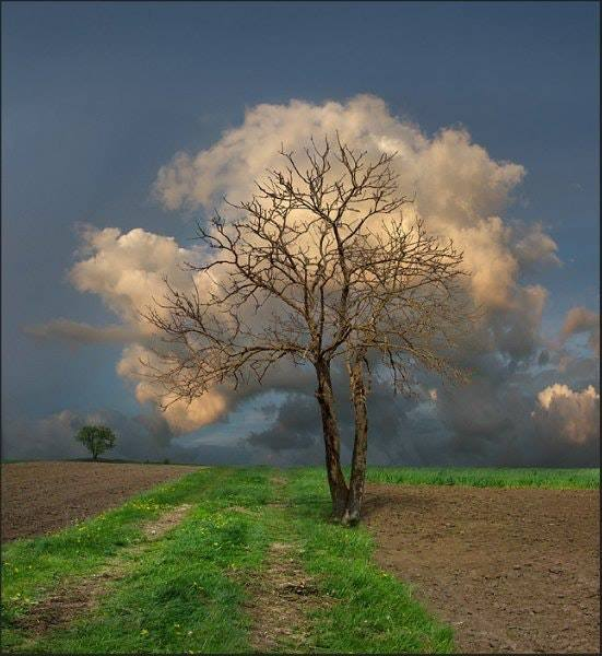 Tree Leafed In Cloud