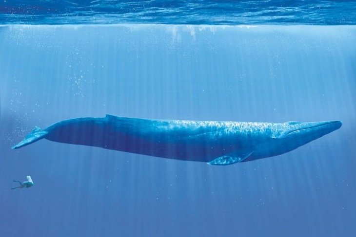 Whale Scuba Diver