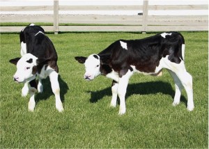 gene-edited-polled-calves