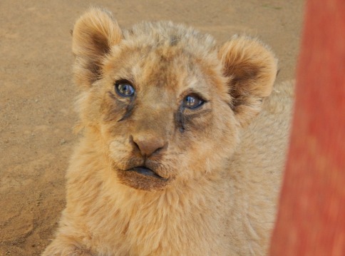 lion_cub