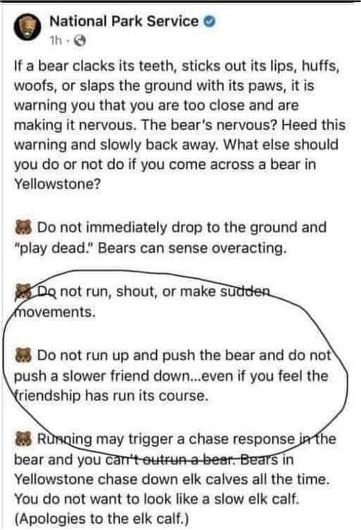 Bear Tips