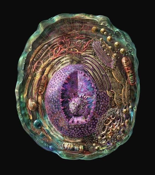 Cell Of A Human Body