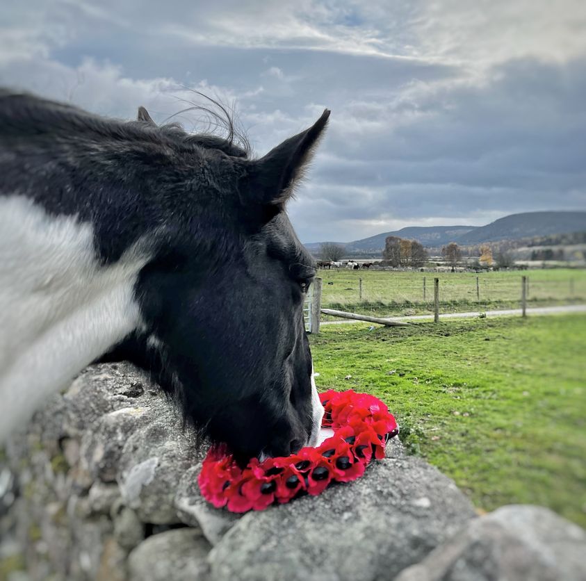 Horse and Poppy Wreath