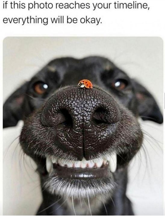 Ladybug On Dog's Nose