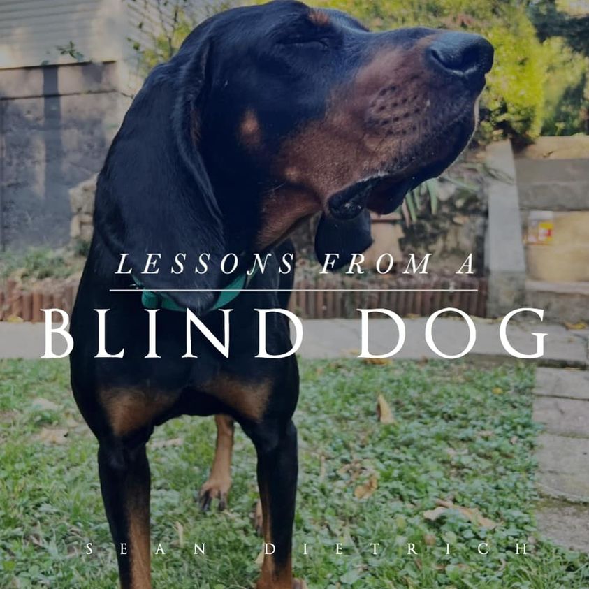 Lessons From A Blind Dog