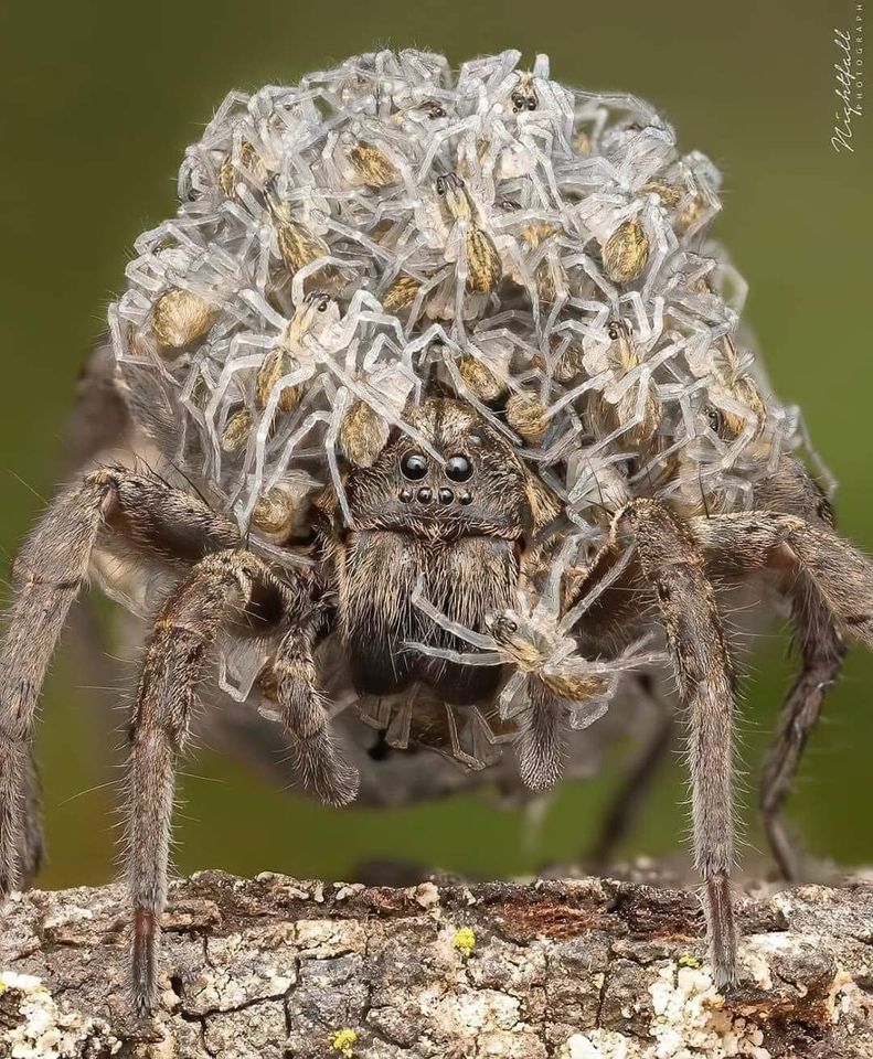 Mother Wolf Spider And Babies