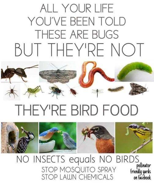 Not Bugs-Bird Food