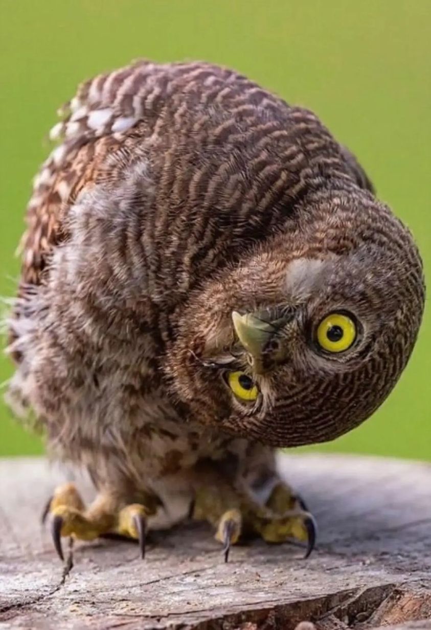 Owl Side Up