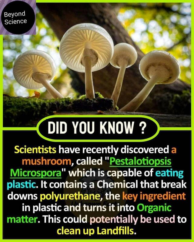 Plastic Eating Mushroom