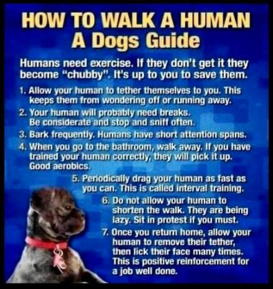 Tips On Walking Your Human