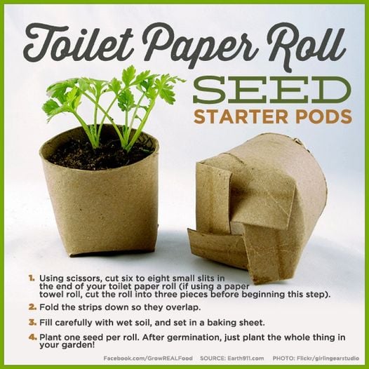 Toilet Paper Roll Seed Starter Pods